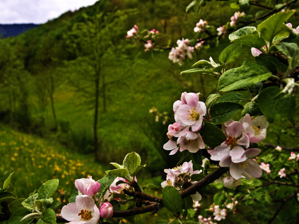 Apfelblüte