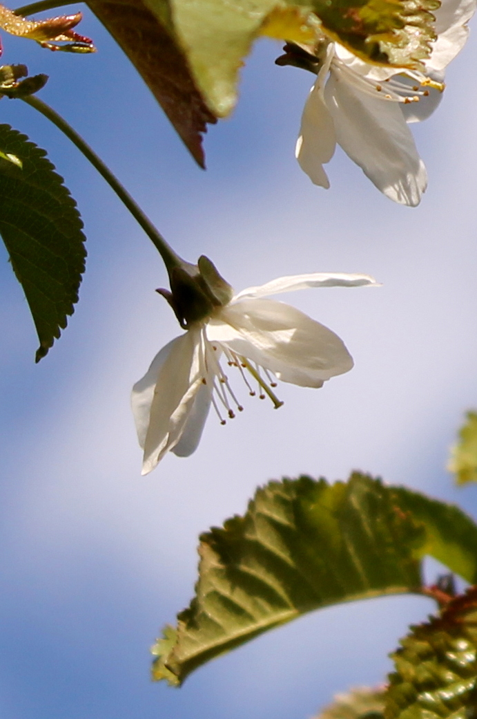 Apfelblüte