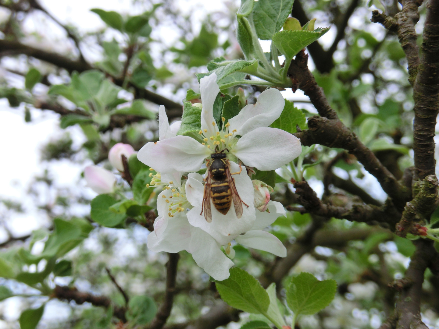 Apfelblüte