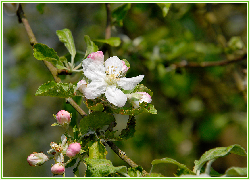 Apfelblüte ^