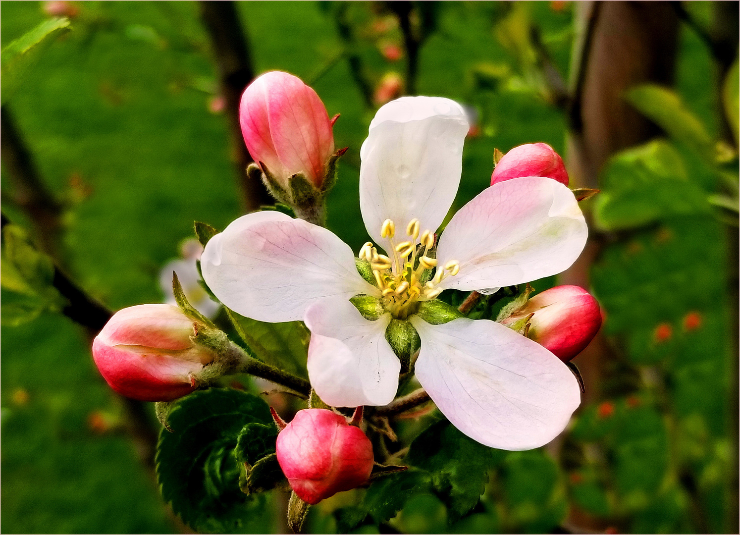 Apfelblüte Foto &amp; Bild | pflanzen, pilze &amp; flechten, bäume, obstbäume ...