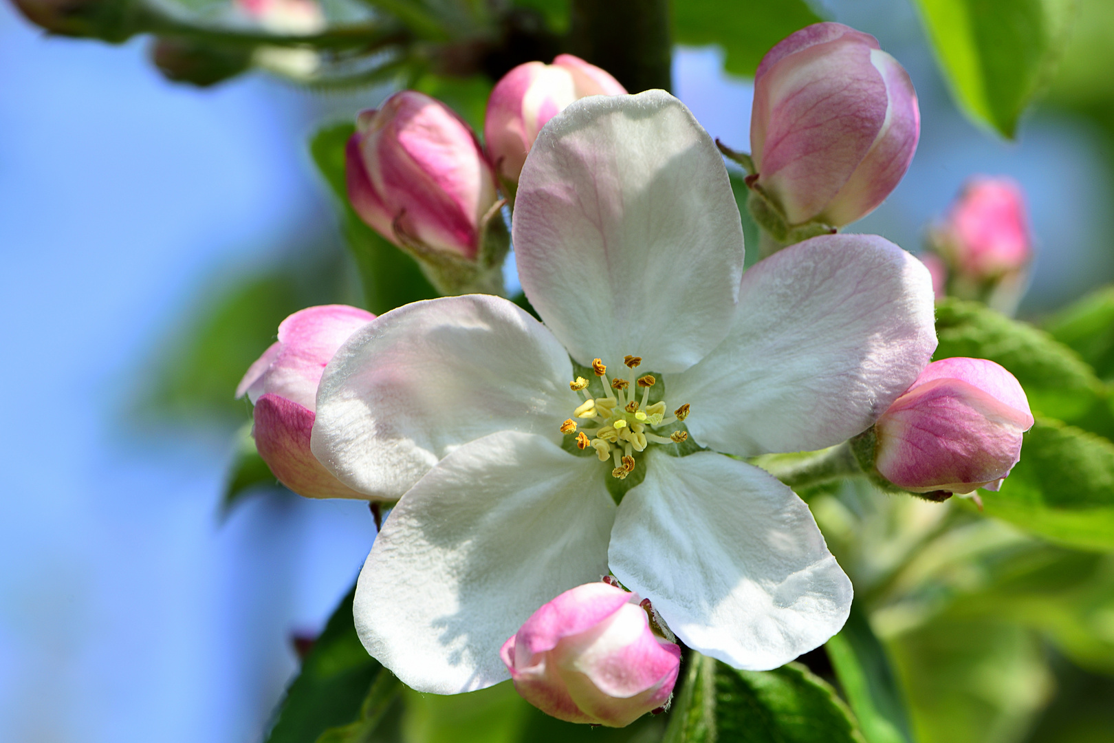 Apfelblüte