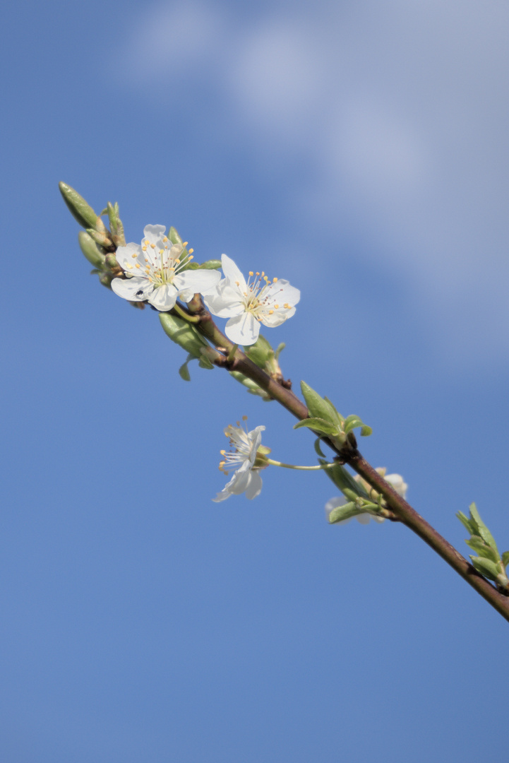 Apfelblüte