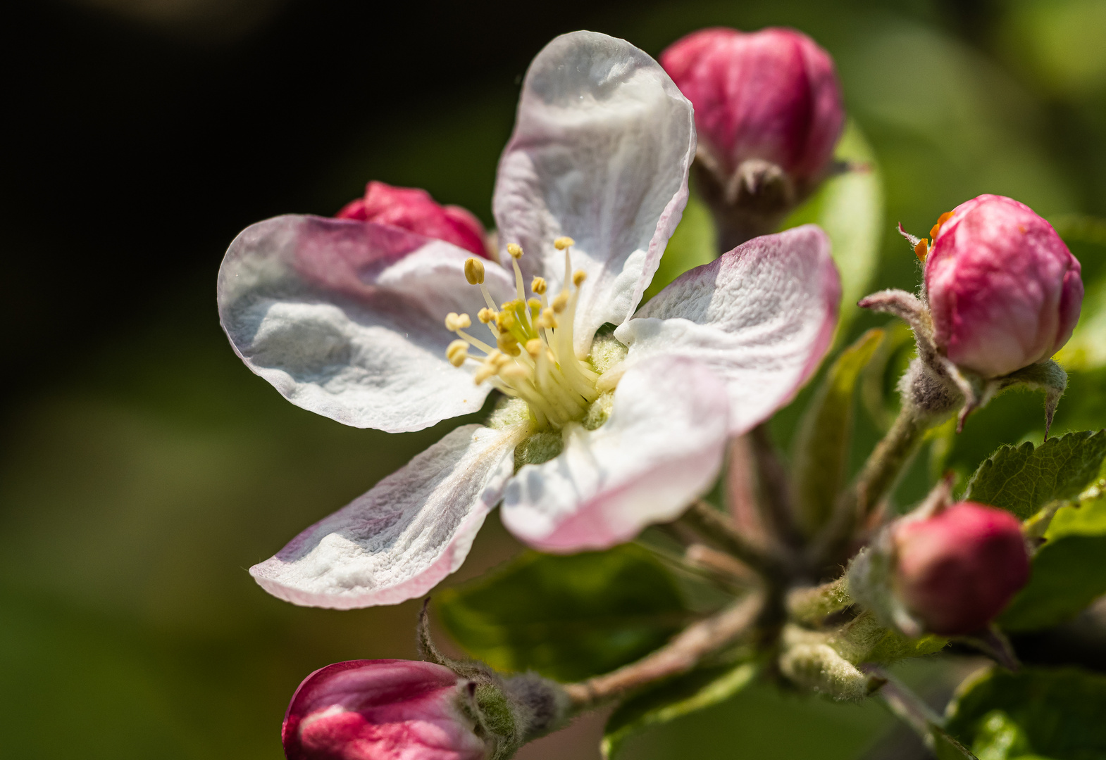 Apfelblüte