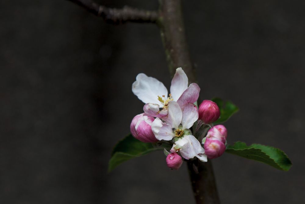 Apfelblüte