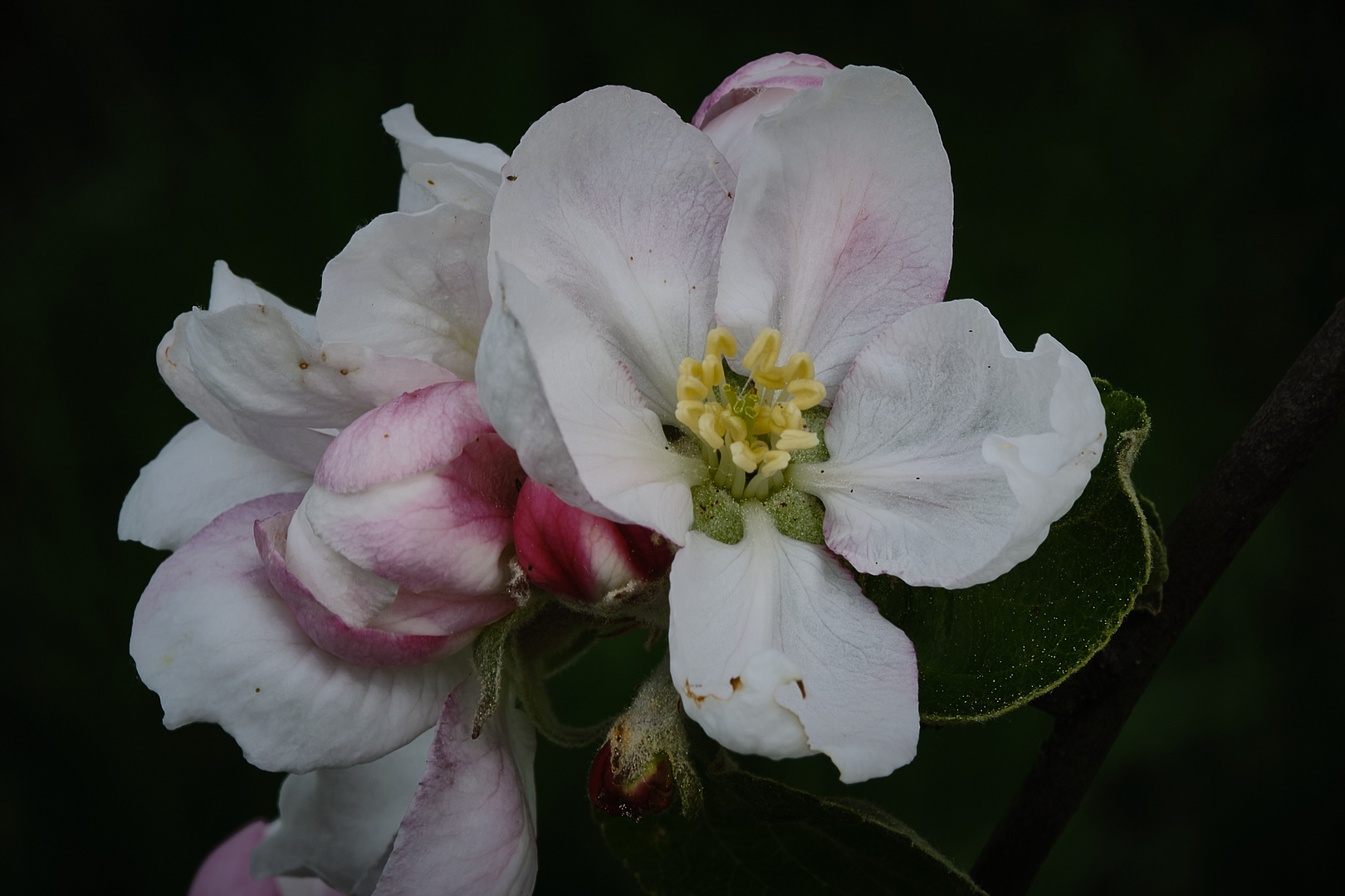 Apfelblüte