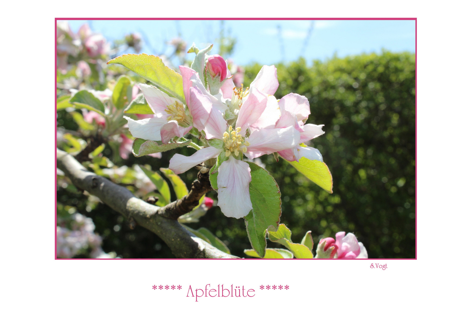 Apfelblüte