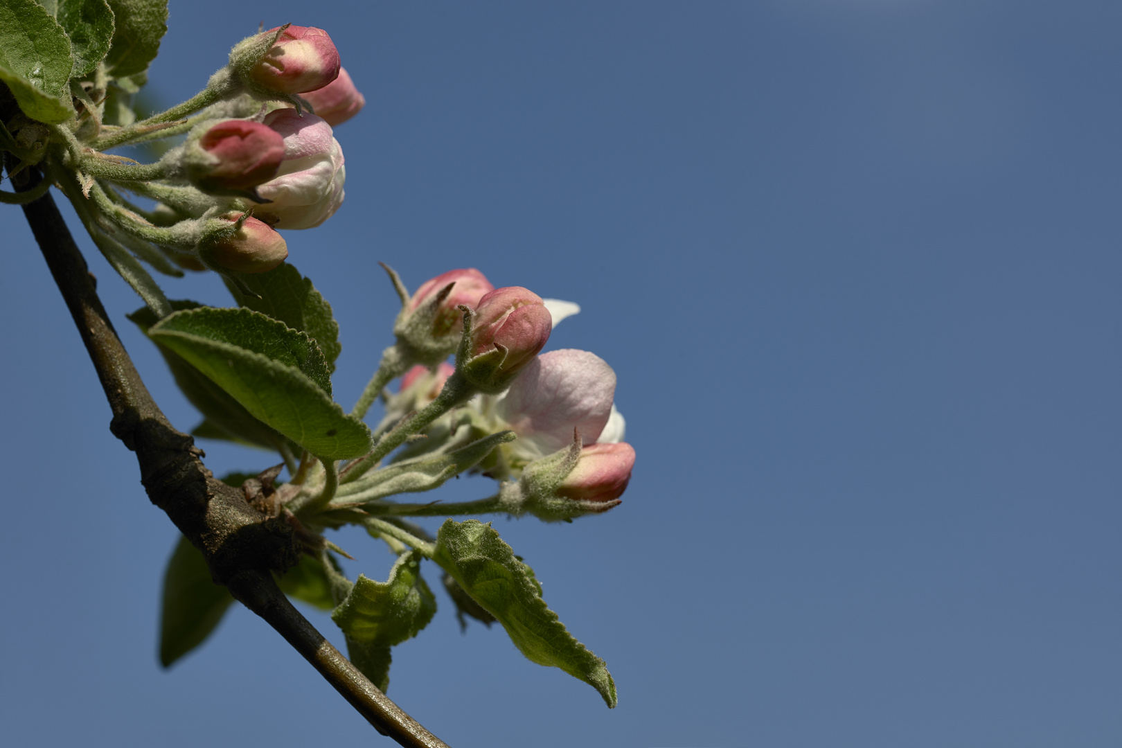 Apfelblüte