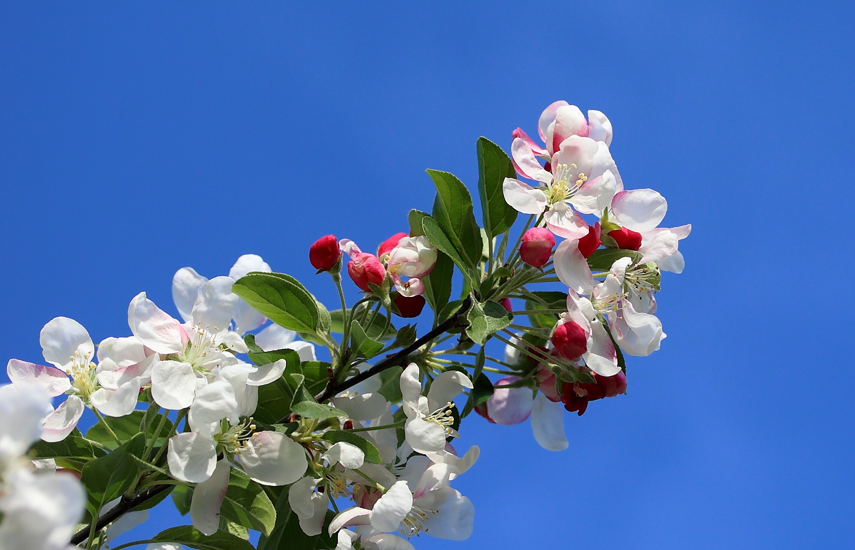 Apfelblüte