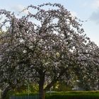 Apfelblüte