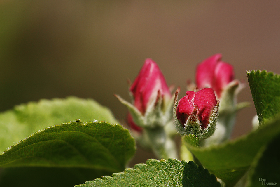 Apfelblüte