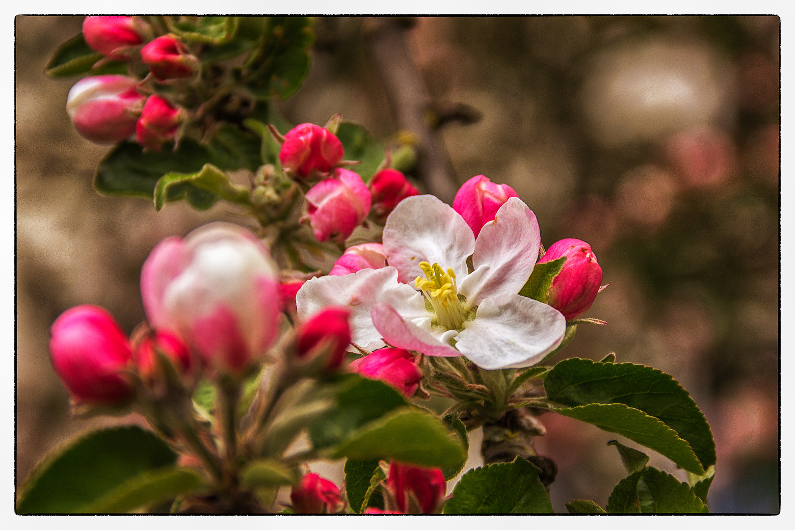 Apfelblüte