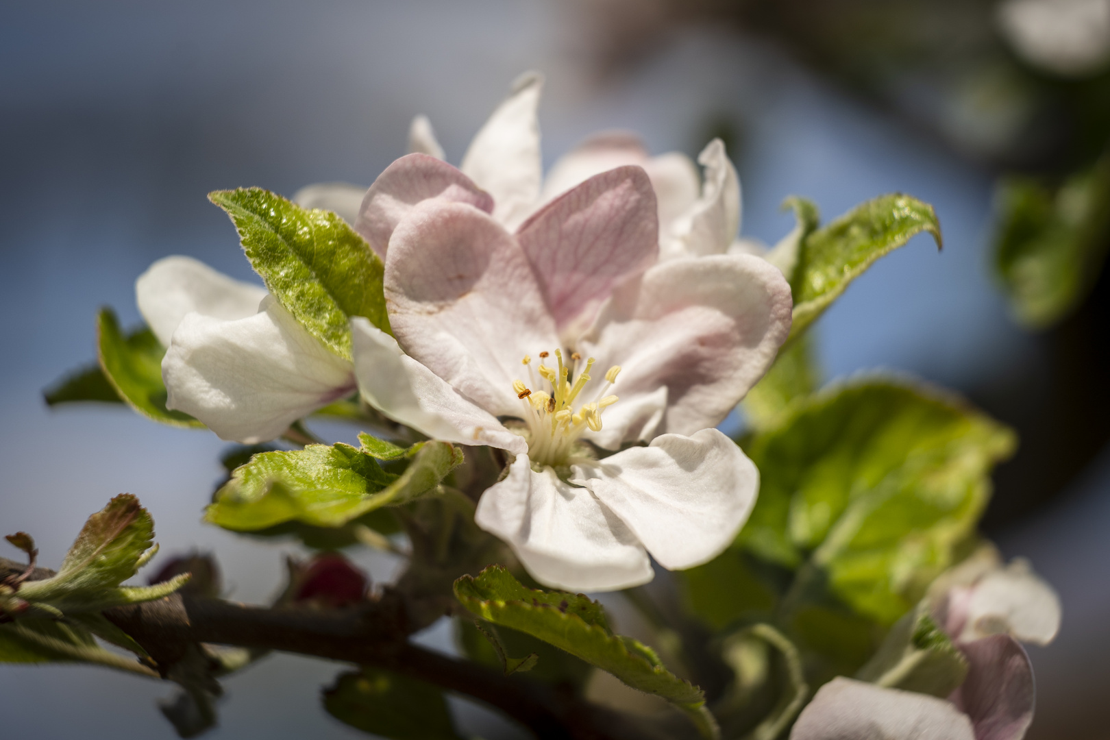 Apfelblüte 