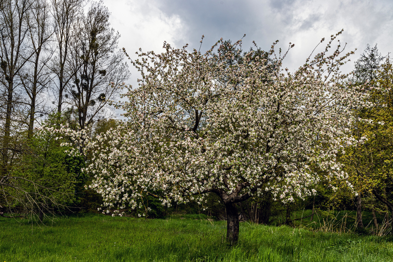 Apfelblüte