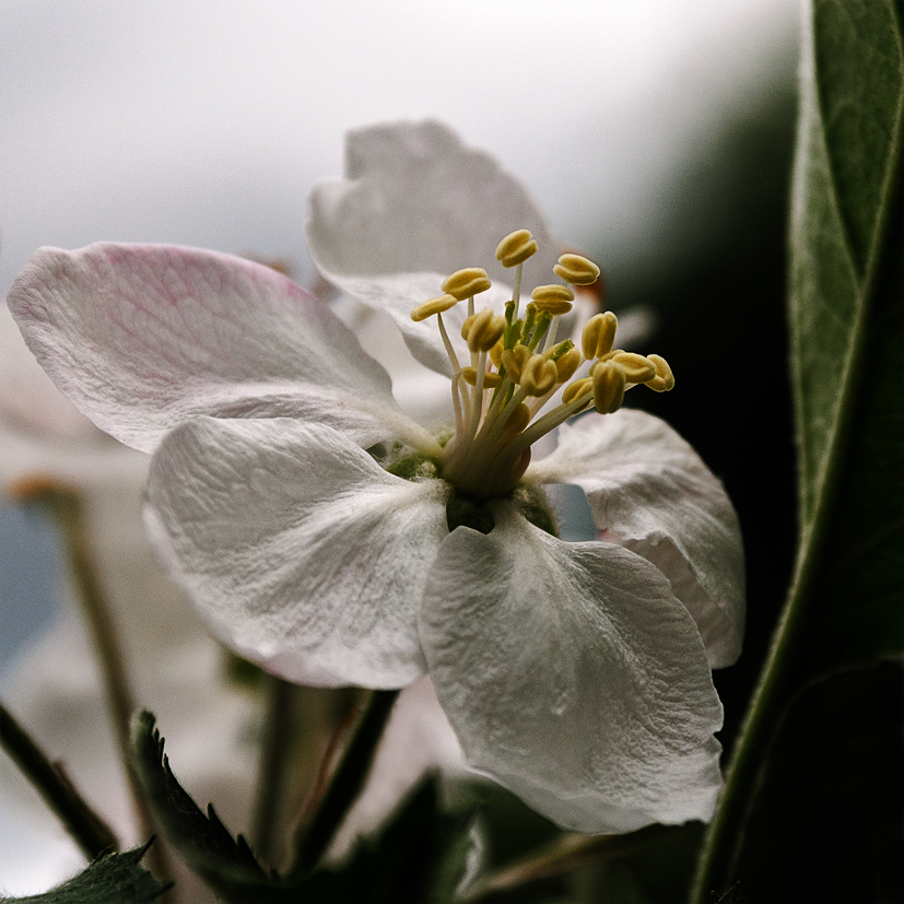 Apfelblüte.