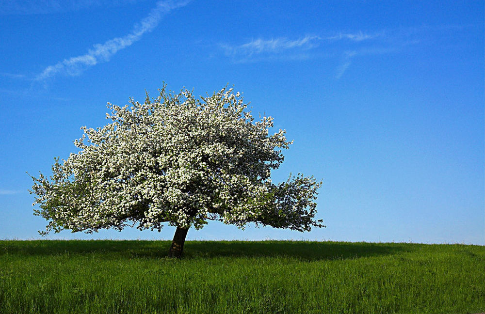 Apfelblüte