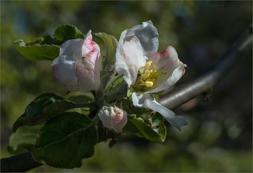 Apfelblüte