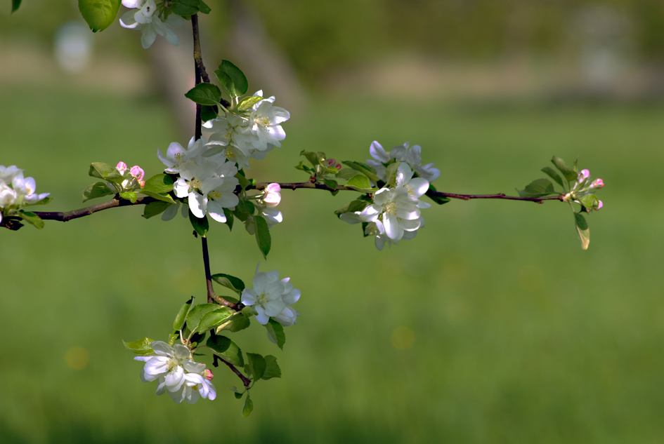 Apfelblüte....