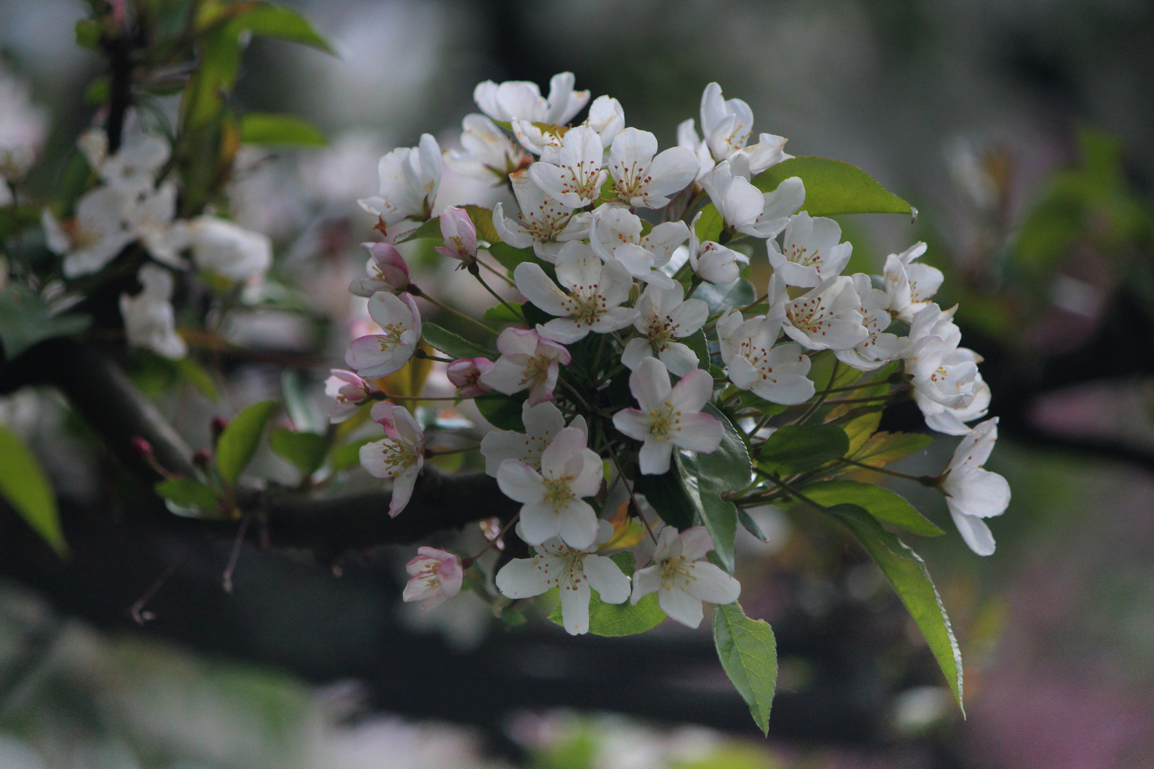 Apfelblüte