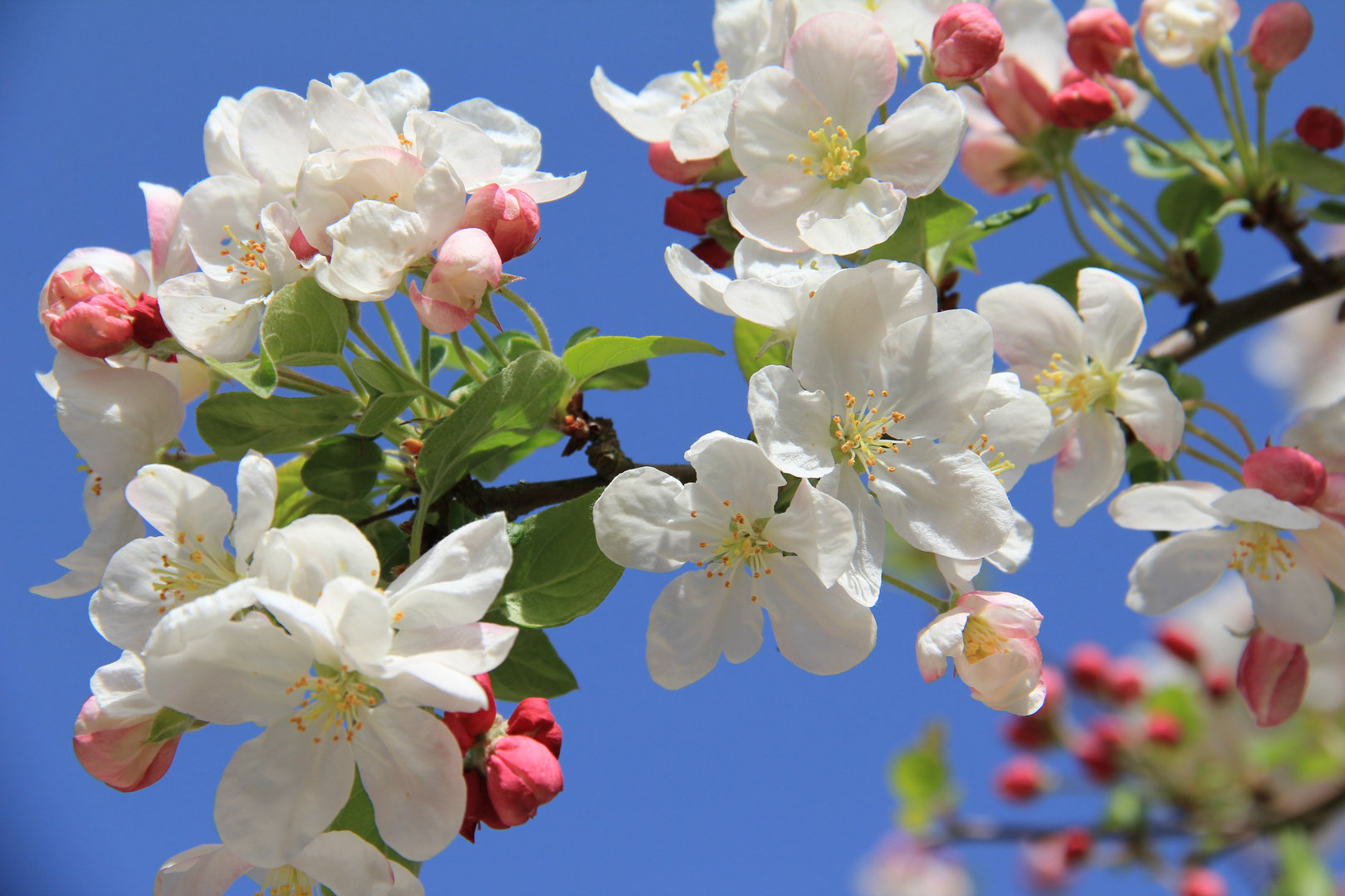 Apfelblüte