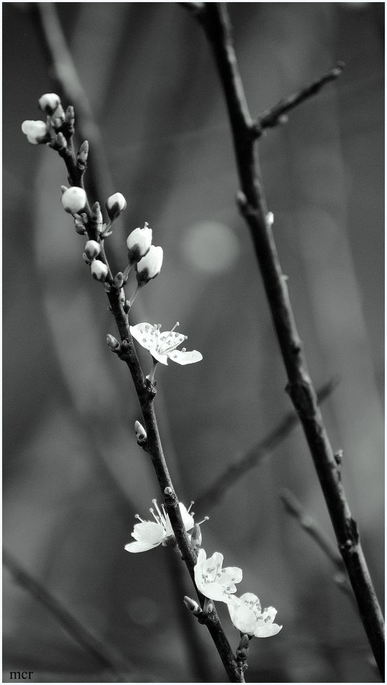 Apfelblüte