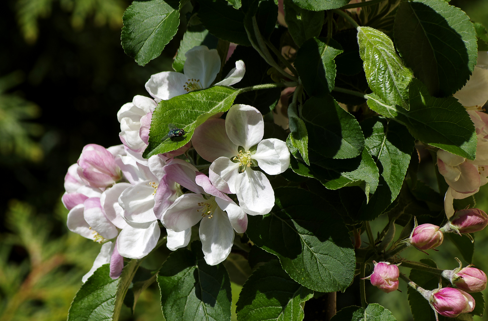 Apfelblüte