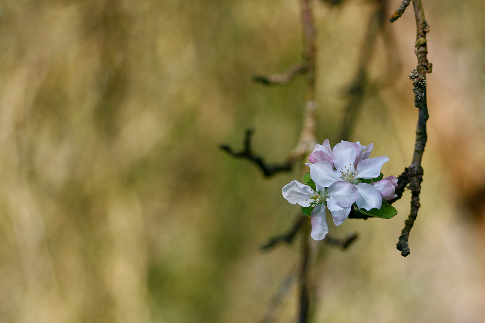 Apfelblüte