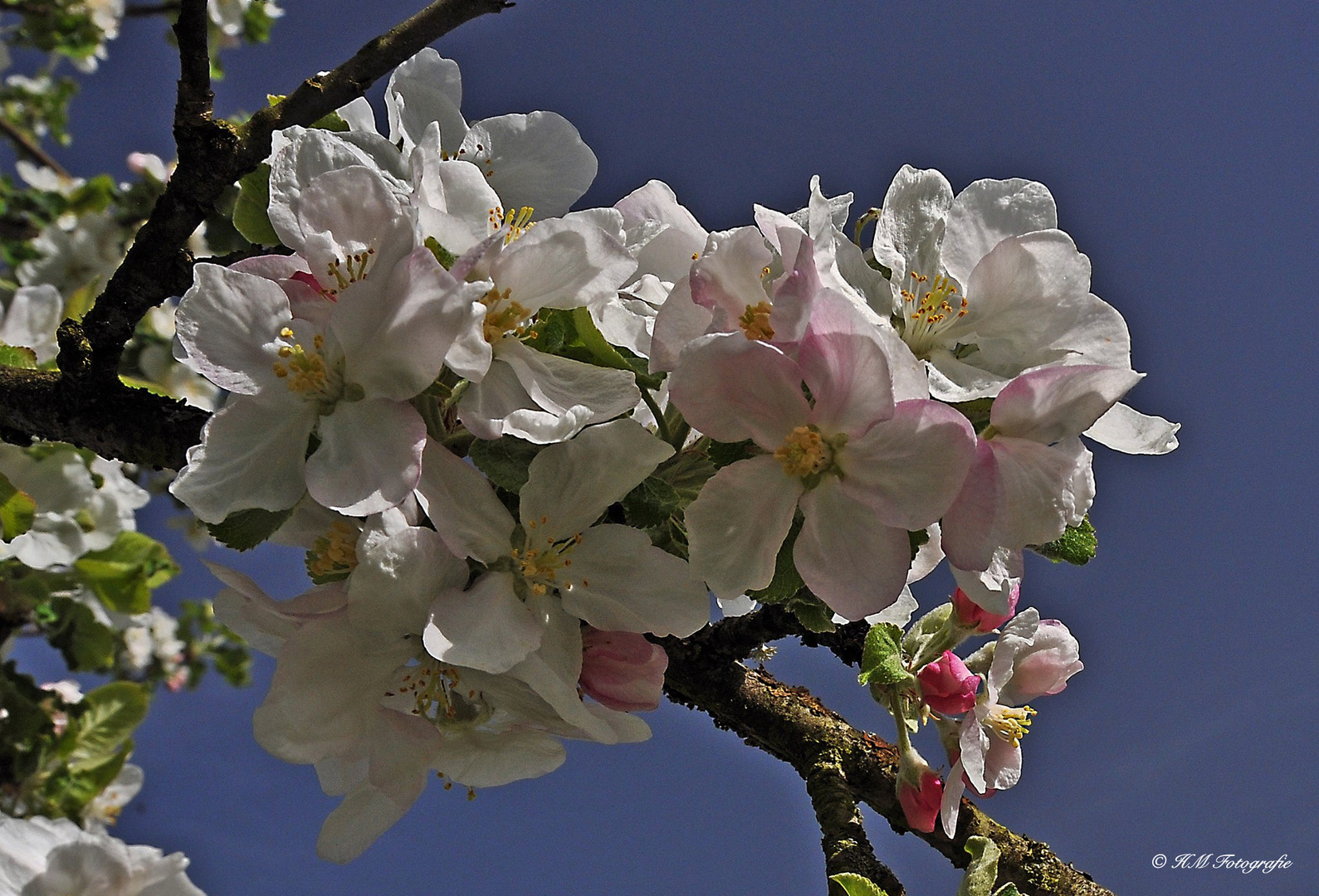 Apfelblüte