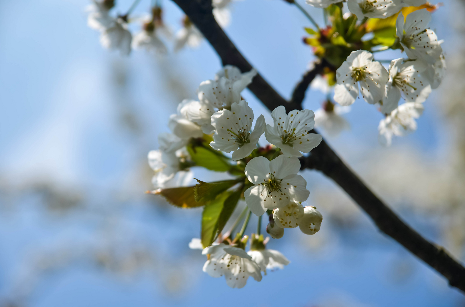 Apfelblüte