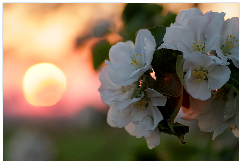 Apfelblüte..