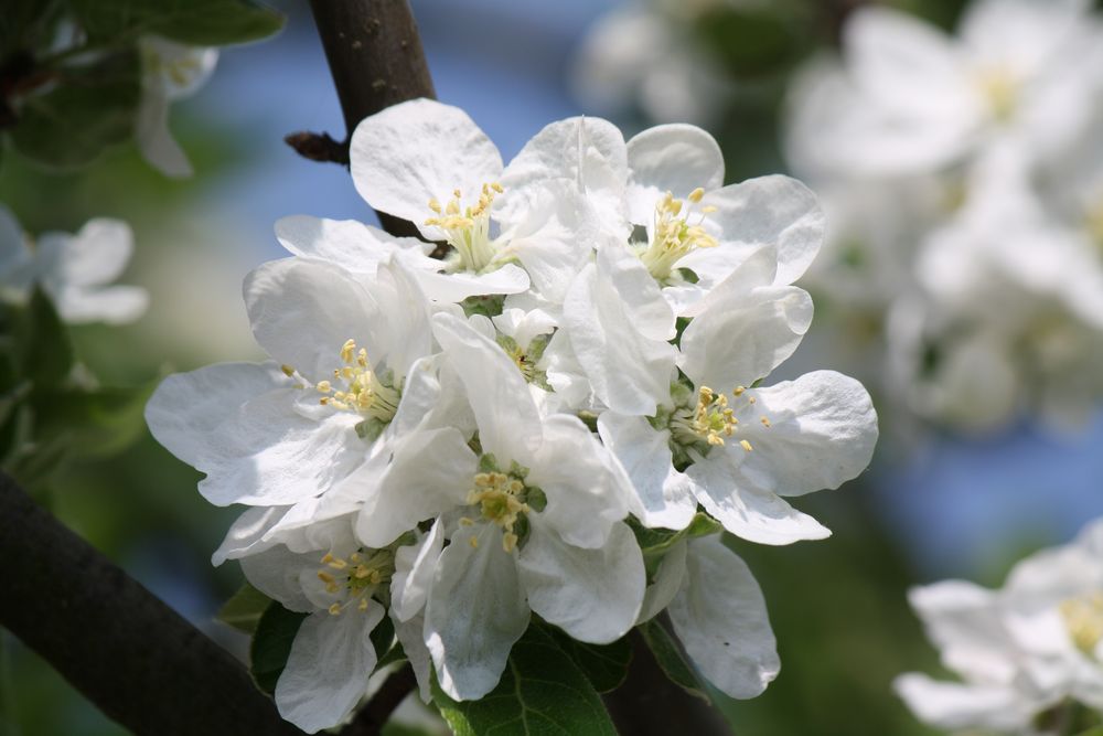 Apfelblüte von der treue Ritter 