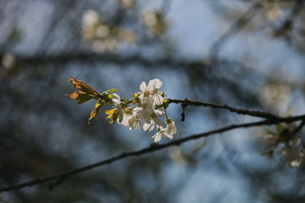 Apfelblüte