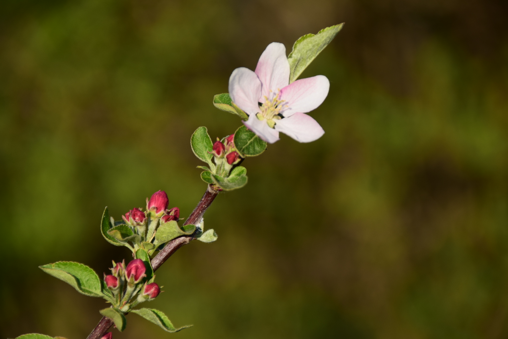 Apfelblüte