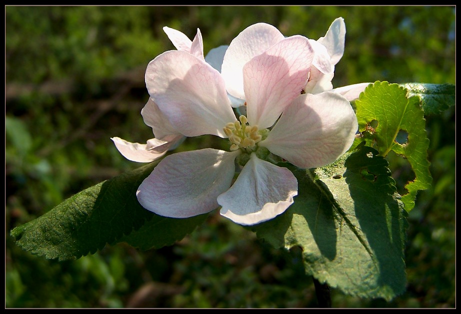 Apfelblüte