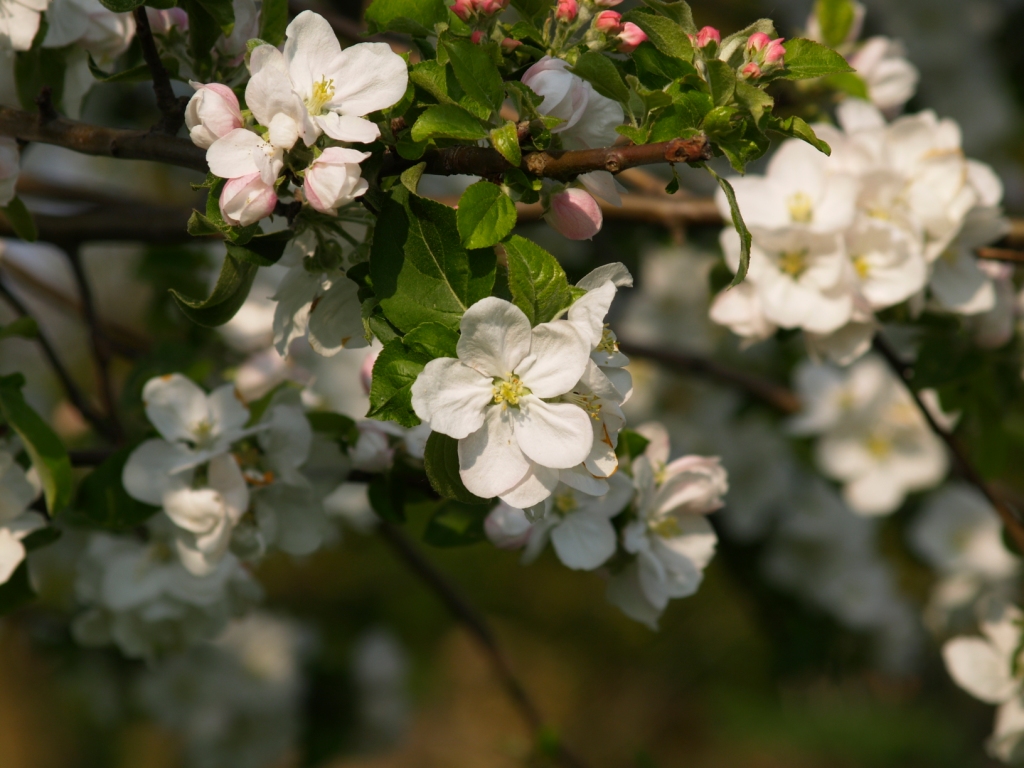 Apfelblüte