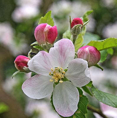 Apfelblüte