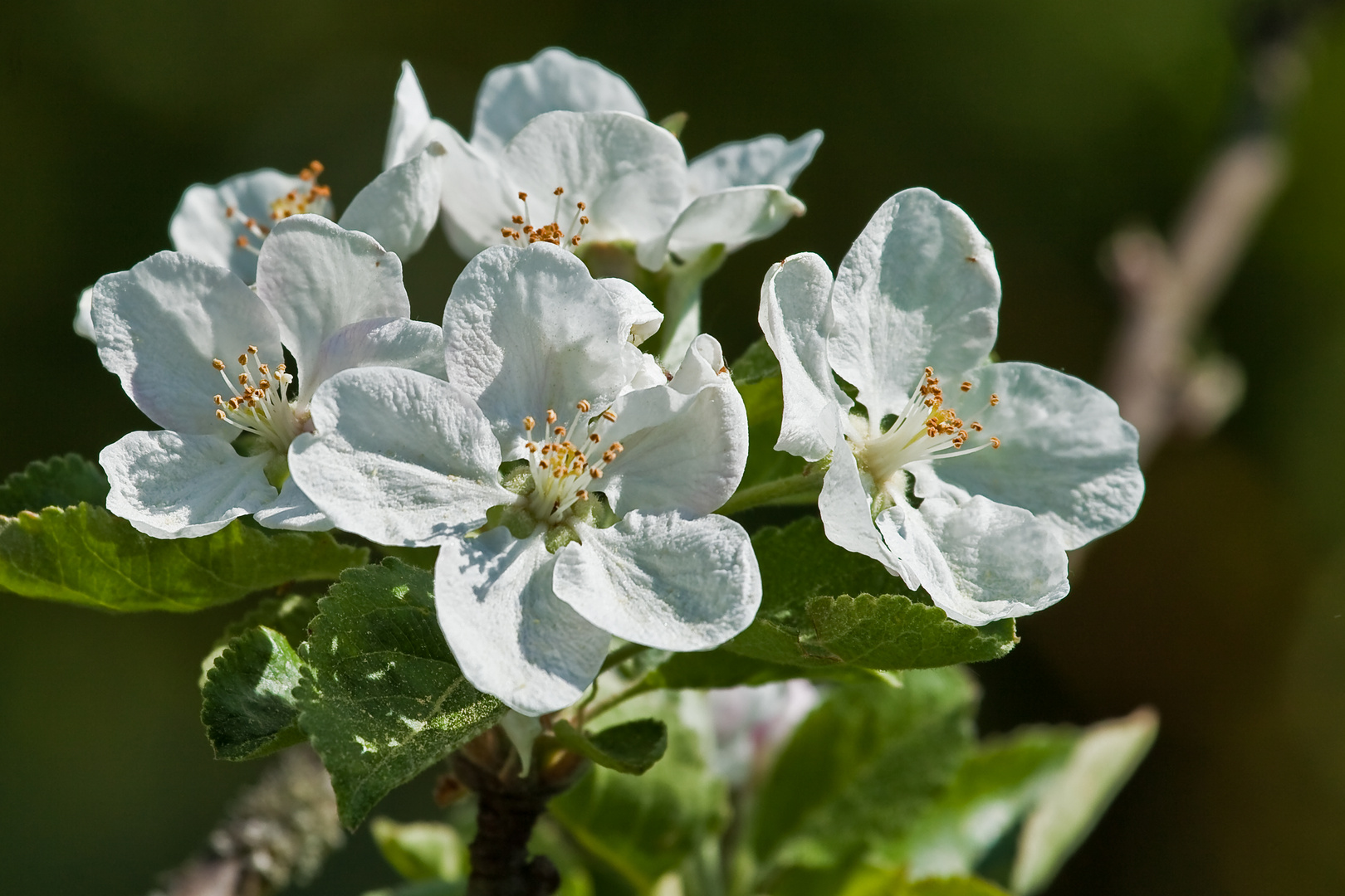 Apfelblüte