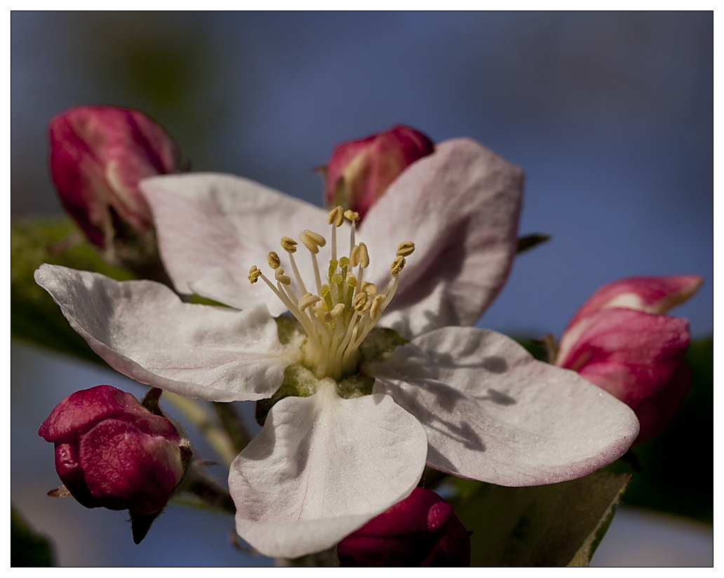 Apfelblüte