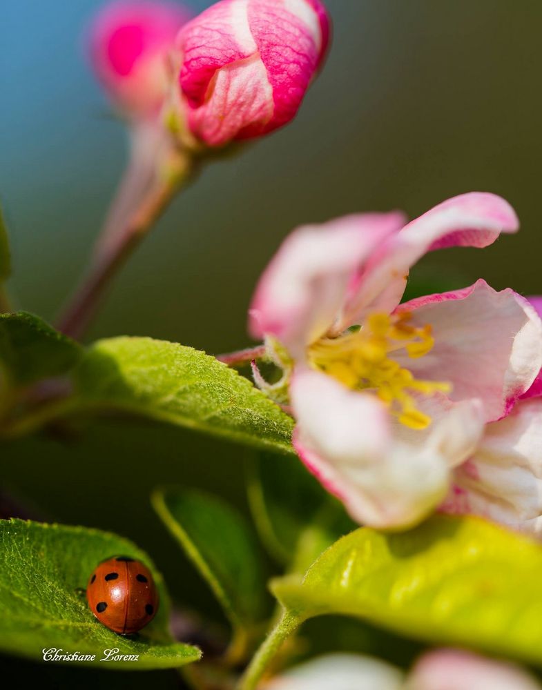 Apfelblüte