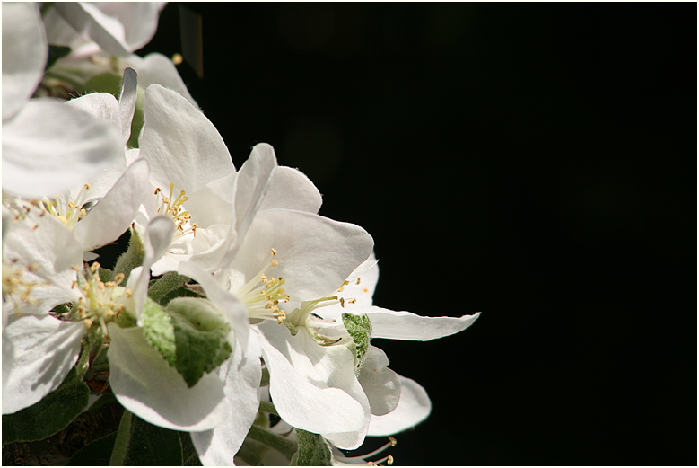 Apfelblüte