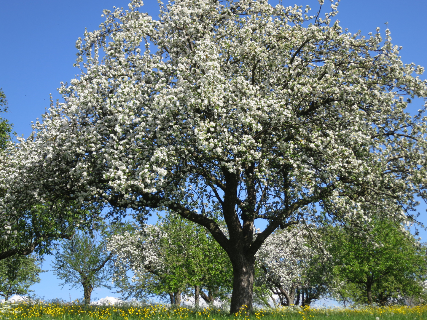 Apfelblüte