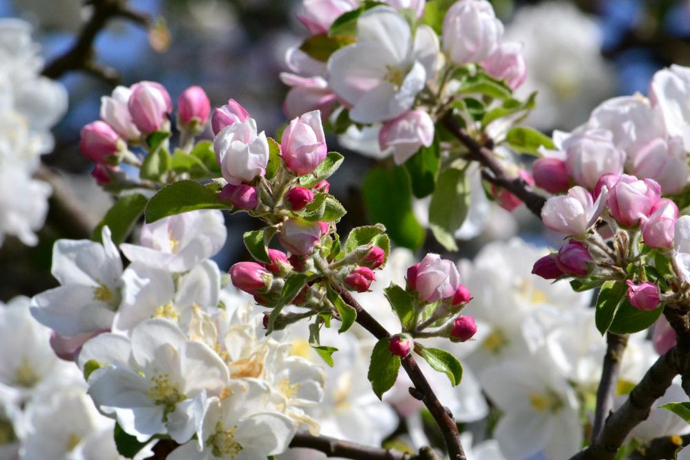 Apfelblüte von Strandfee 