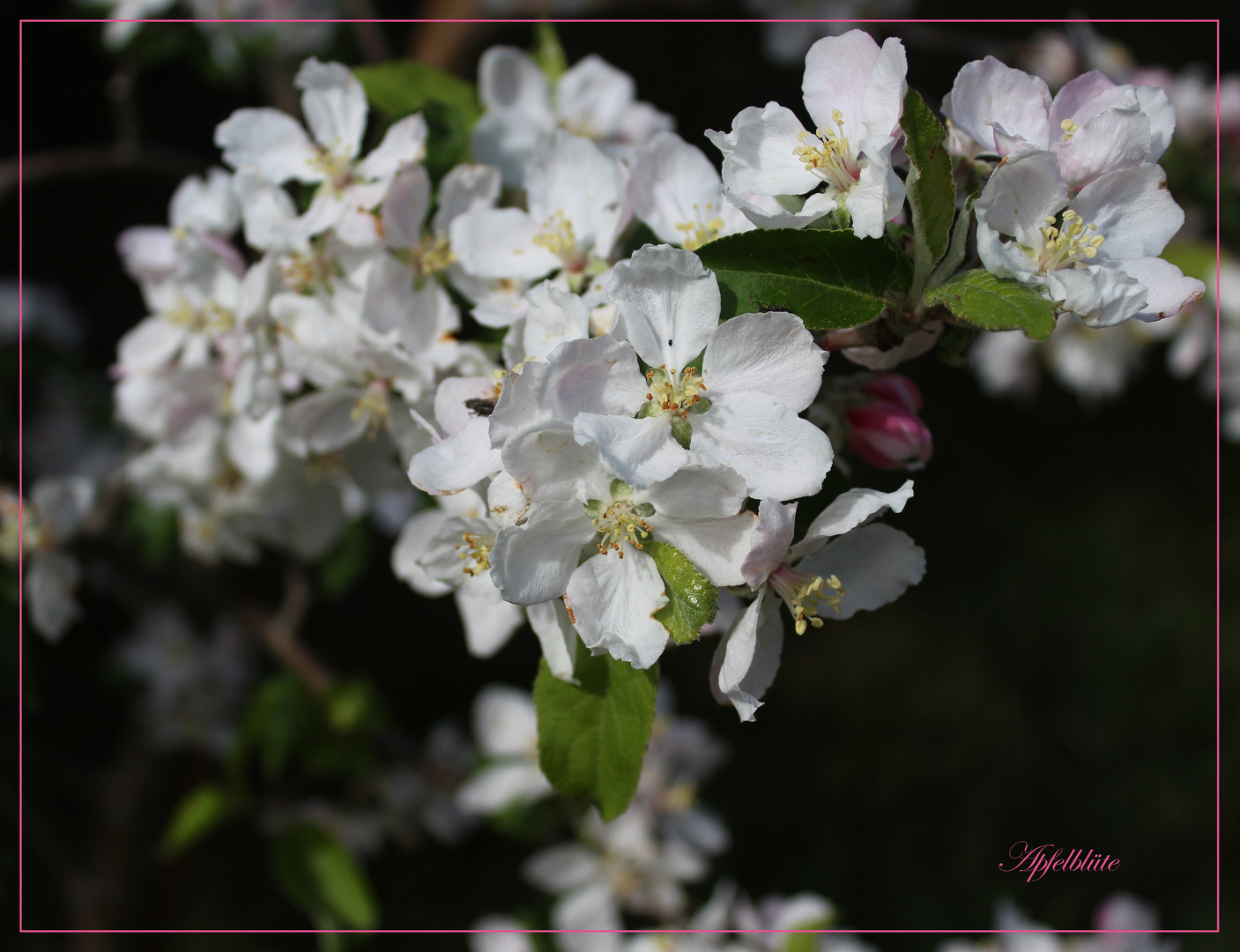 Apfelblüte .....