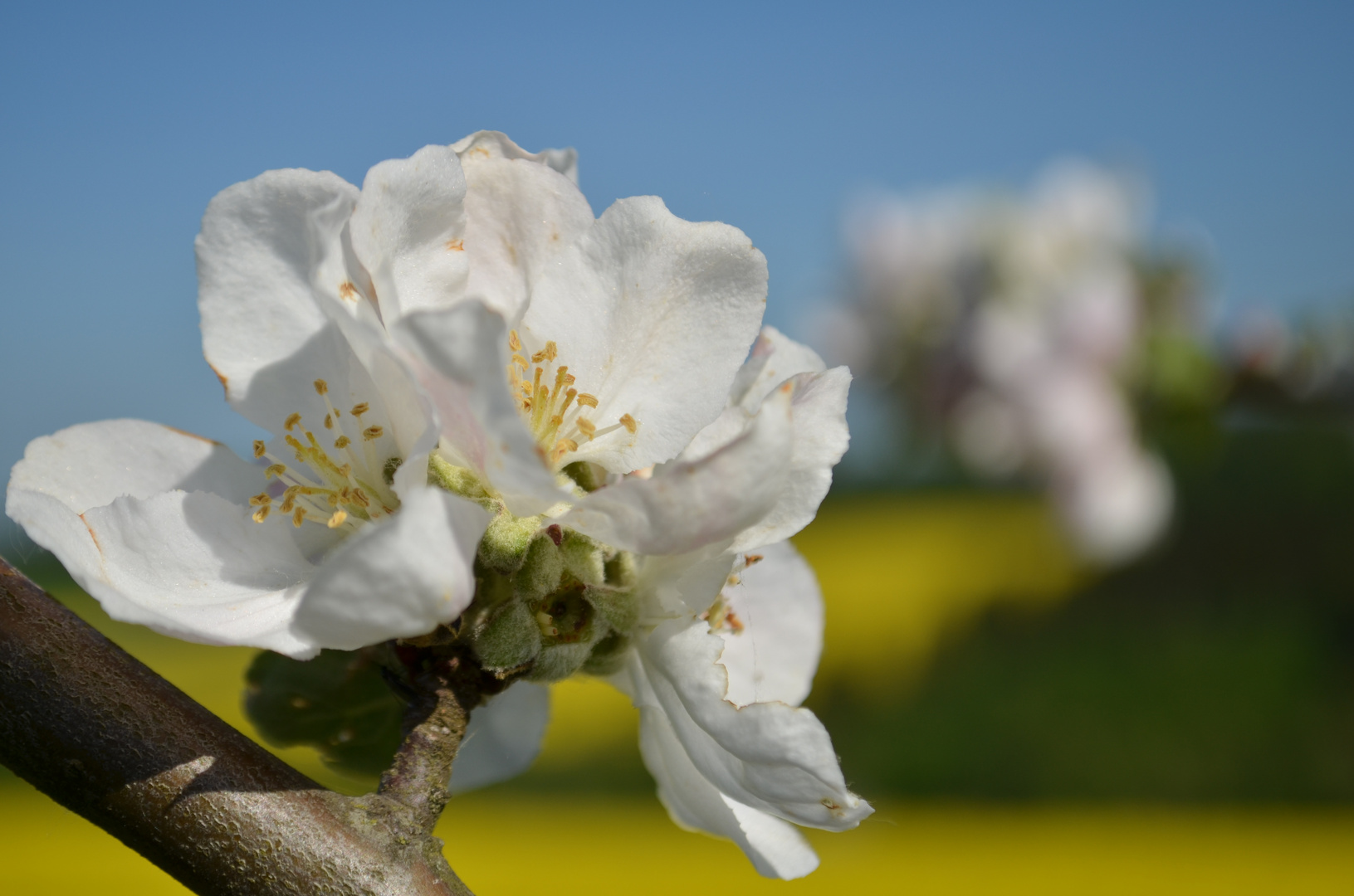 Apfelblüte