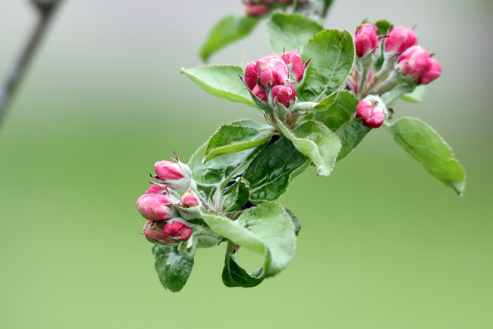 Apfelblüte