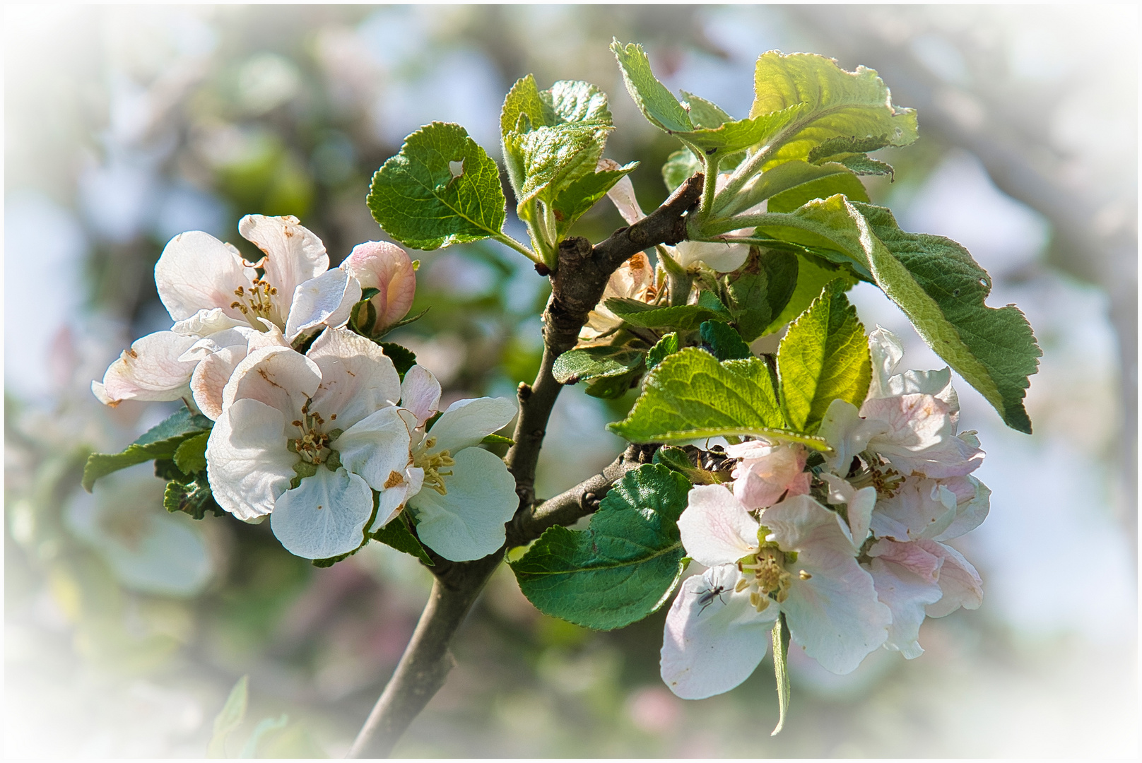 Apfelblüte Foto & Bild | frühling, apfel, jahreszeit Bilder auf ...