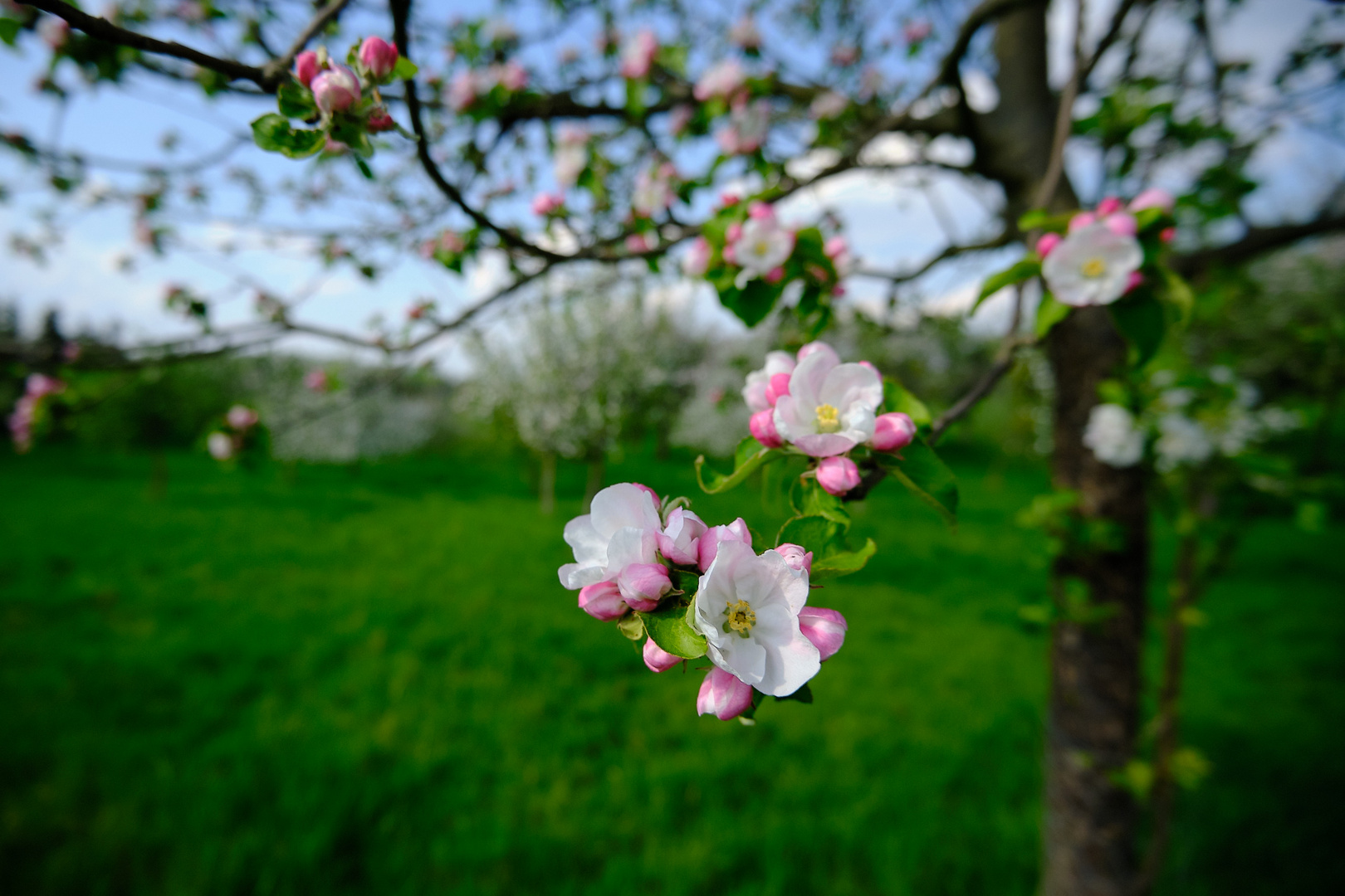 Apfelblüte