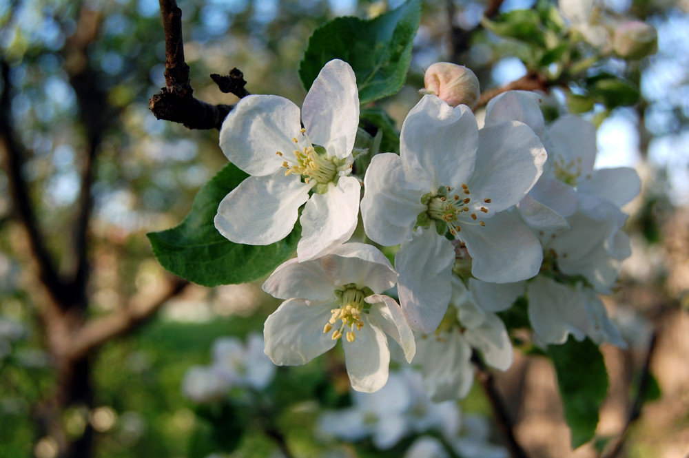 Apfelblüte