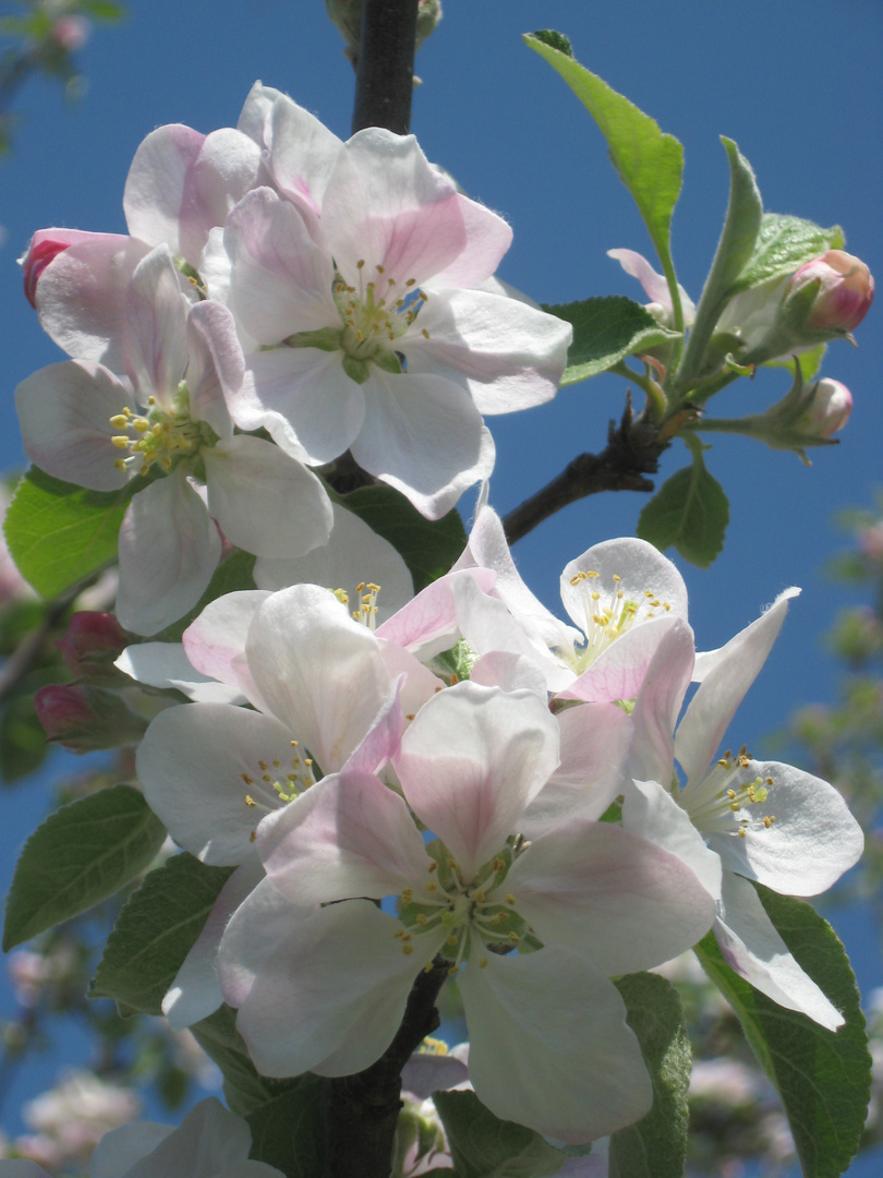 Apfelblüte