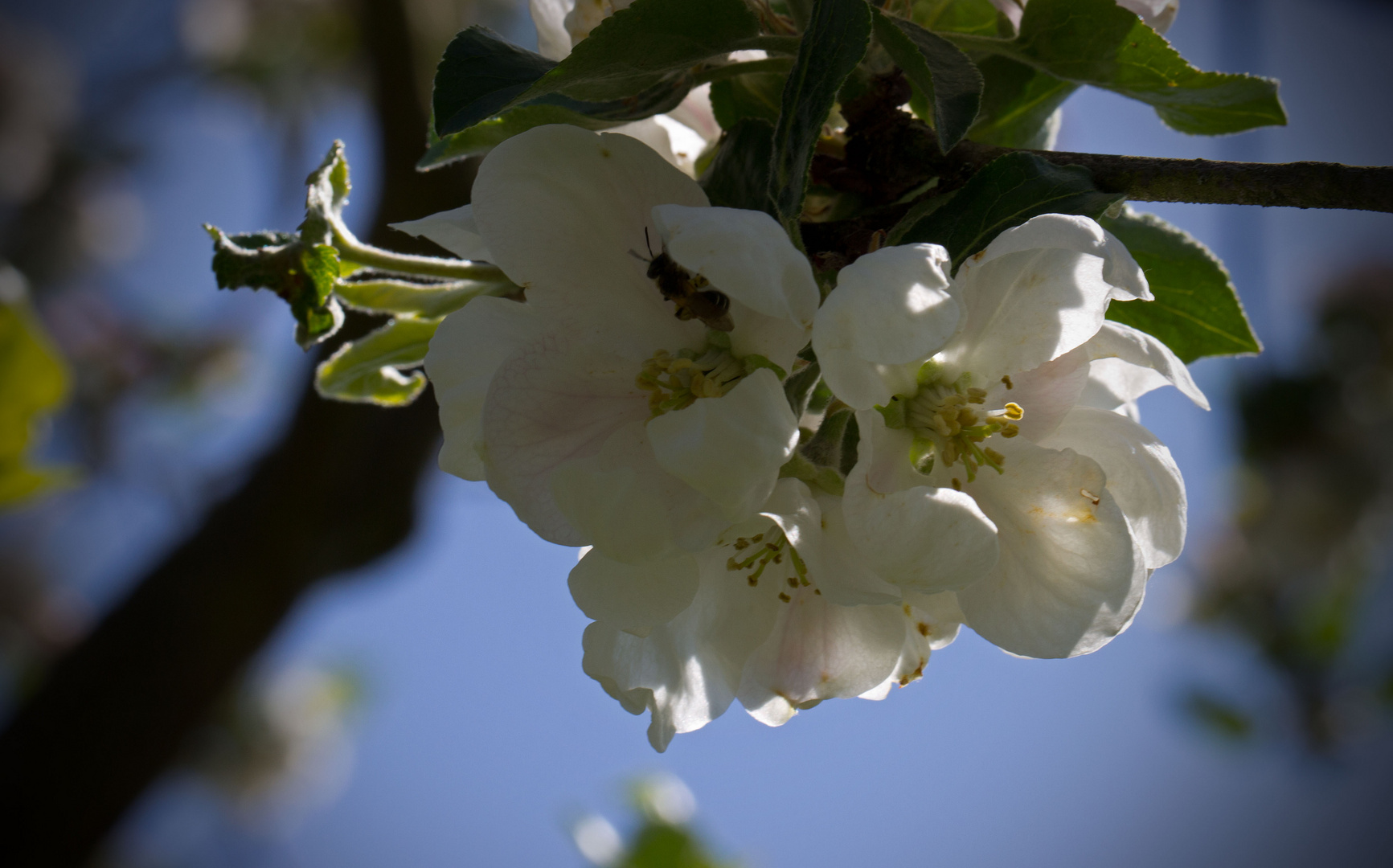 Apfelblüte